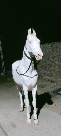 ઘોડી વેચાવ છે કુબડા