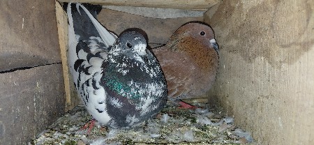 थंबनेल 2