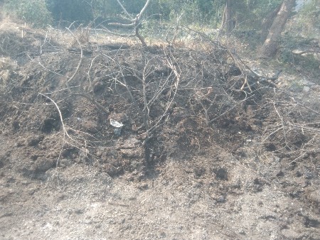 દેશી છાણીયું ખાતર