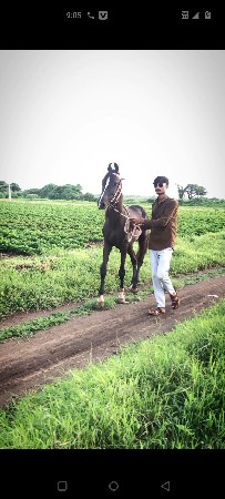 થંબનેલ 3