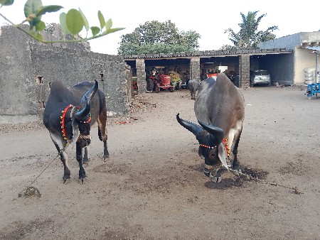 થંબનેલ 2