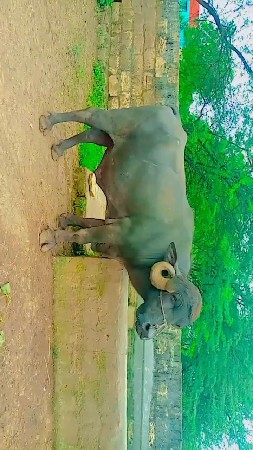 સરમણકોડીયાતર