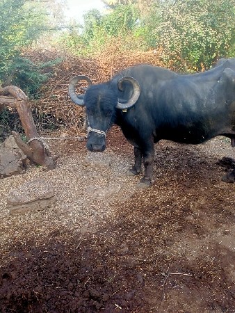 ભેંસ વેચવાની છે