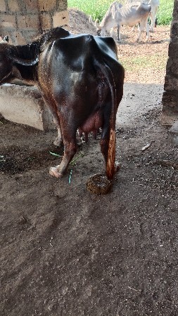 ભુરી.ભેસ