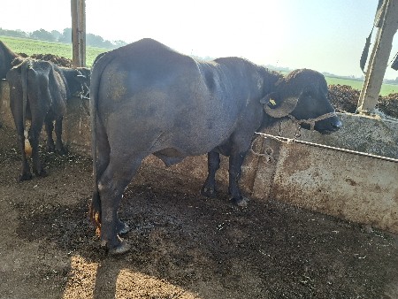 पाडो वेचवानो छे