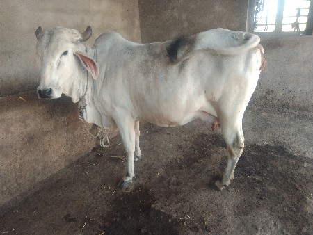 थंबनेल 3