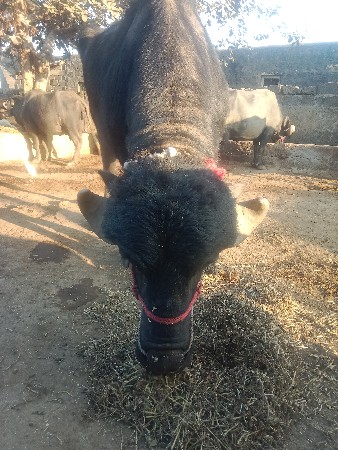 थंबनेल 3