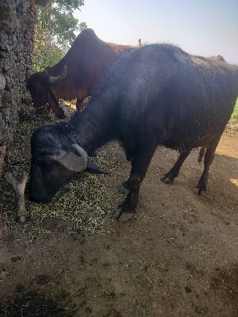 थंबनेल 3