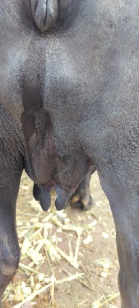 સારી ભેંસ વેચવાની છે