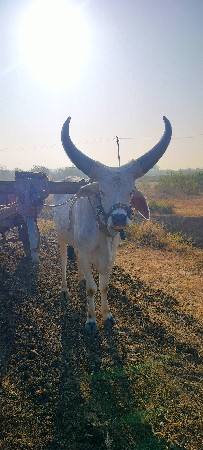 ગોઢલો વેચવાનો છે
