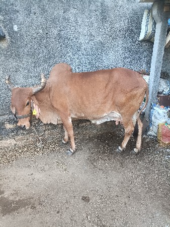 थंबनेल 3