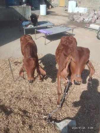 બે વાછરડીઓ વેચવાની છે