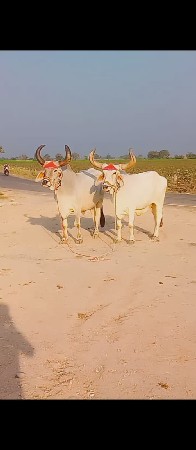 જવાબદાર છે વેચવાના છે મારવા બેસવાની