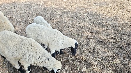 થંબનેલ 3