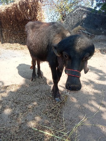 थंबनेल 2