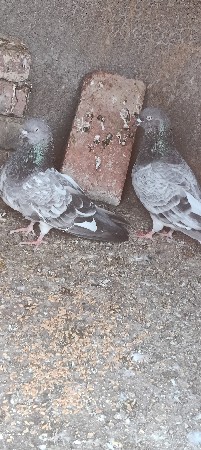 थंबनेल 3