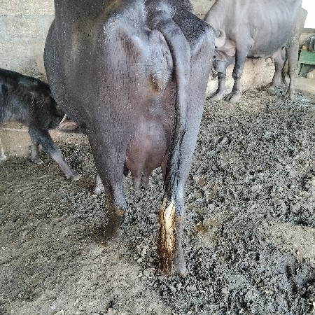 ભેંસ વેચવાની છે