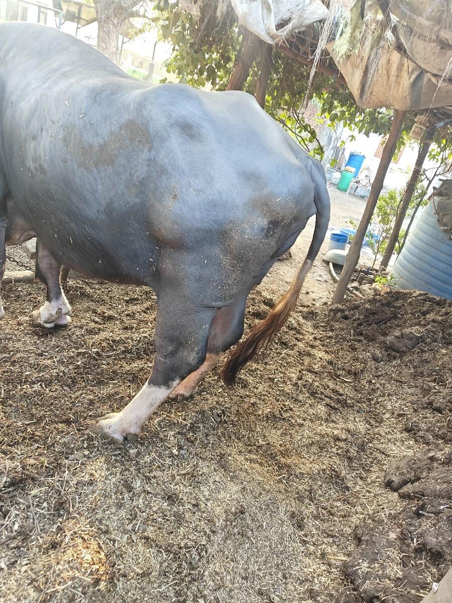 થંબનેલ 3