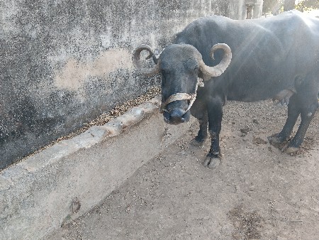 4 વેતર વિયાણી