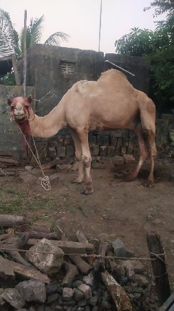 थंबनेल 2