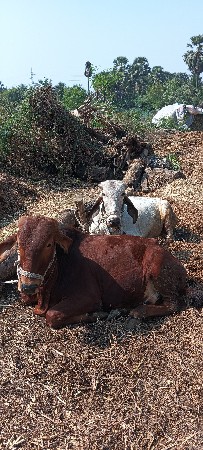 બળદ વેચવાના છે