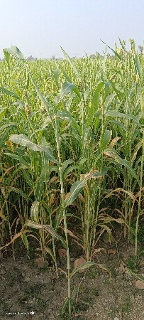 લીલી જવાર વેચવા ની સે