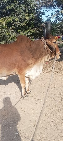 थंबनेल 3