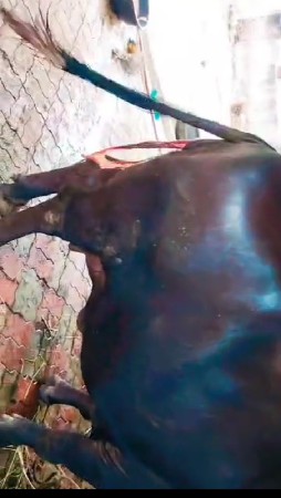 3 વેતર .2દિવશ થયાવીયાણી એને