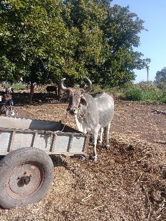 थंबनेल 3