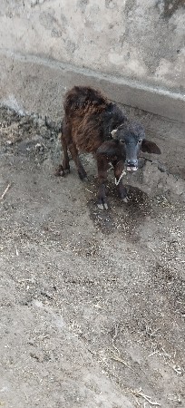 ભેહ વેચવા ની છે