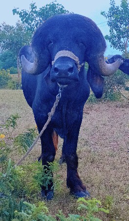 પાડો વેચવાનો છે... ટોપલો..