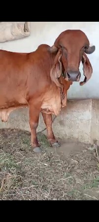 આ ગાય વેચવાની છે