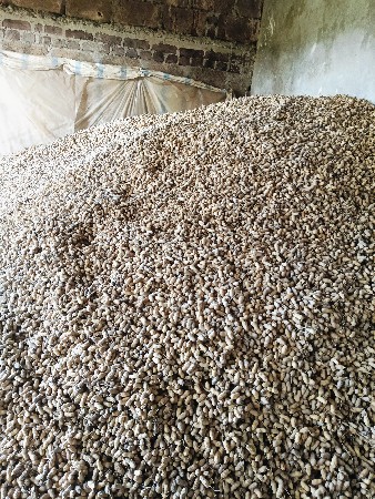 બીયારણ માટે વેચવાની