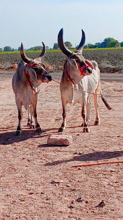 શ્રીજી બીજી ધર્મ રુદિયા ભરત છે ફૂલ