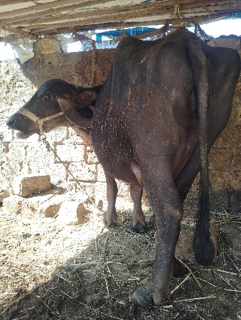 थंबनेल 3