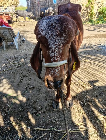 આ વાછરડી વેચવા ની છે