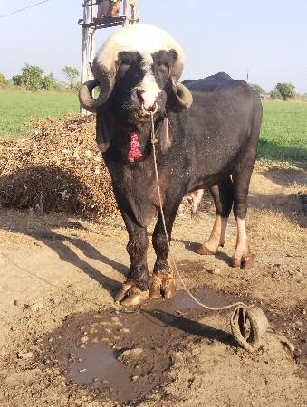 જાફરાબાદી પાડો વેચવાનો છે