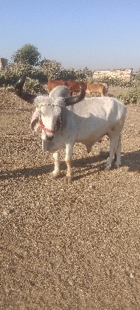 थंबनेल 2