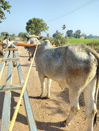 थंबनेल 3