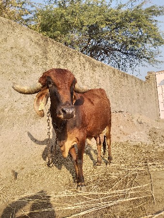 थंबनेल 3