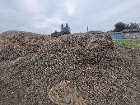 માંડવીનો  ભુક્કો