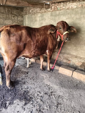 આ બે ગાયુ વેચવાની છે