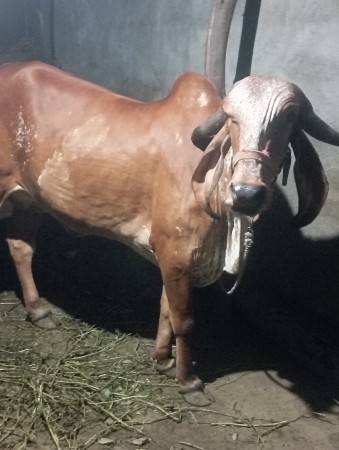 थंबनेल 3