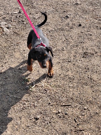 કુતરી  રોટવીલર