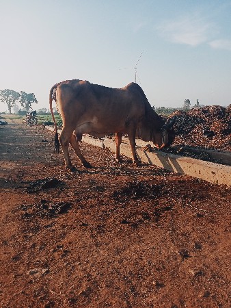 ગાય વેચવાની છે