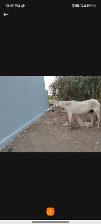 ઘોડી વેચવાની છે