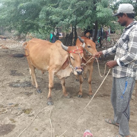 ગોડલા વેચવાના છે