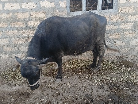 थंबनेल 2