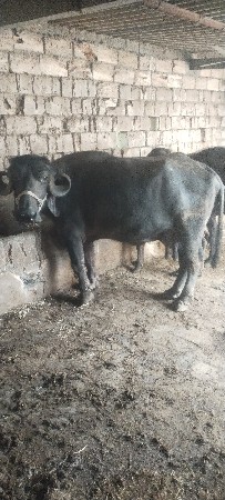 ભેંસ વેચવાની છે