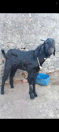 થંબનેલ 3